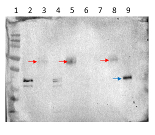 Western blot using anti-LFY antibodies